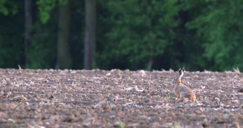 Hare in Motion Across a Plowed Field Vídeo Stock 305648535