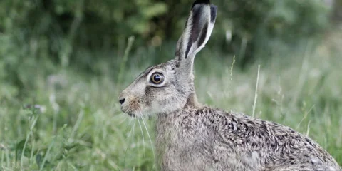 Hare Moving Through Tall Grass – 6K RED Cinematic Slow Motion Stock Footage 320534675