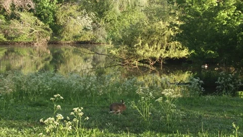 Hare near by a lake Stock Footage 254886394