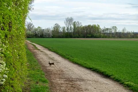 Hare on a path by green field Stock Photos