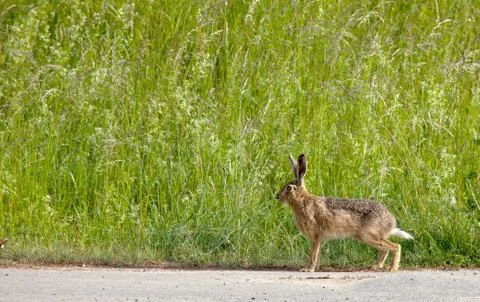 Hare Stock Photos