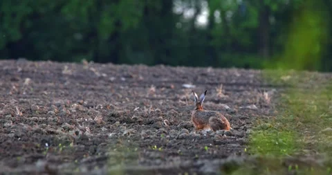 Hare in a Plowed Field at Dusk Stock Footage 305648588