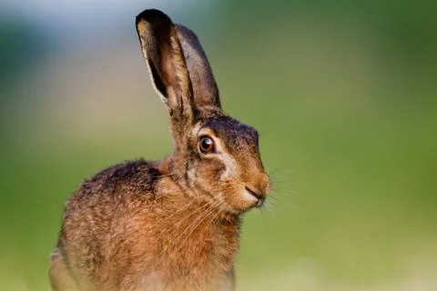 Hare, portrait Stock Photos