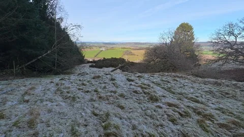 Hare positioned on side of grassy hillside in Perthshire Scotland Stock Footage 328994552