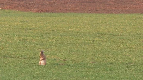 Hare is preening itself on a meadow in spring Stock Footage 265420254