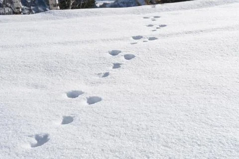 Hare prints in the snow, horizontal. Chamonix, France. Stock Photos
