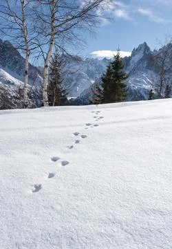 Hare prints in the snow, vertical. Chamonix, France Stock Photos