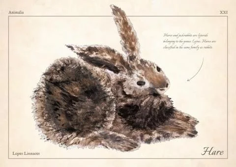Hare, rabbit isolated vector. Hare, rabbit isolated vector illustration for book Stock Illustration