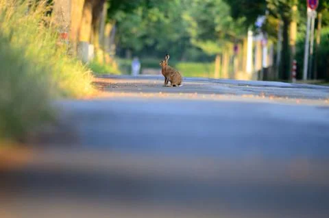 Hare, rabbit Stock Photos