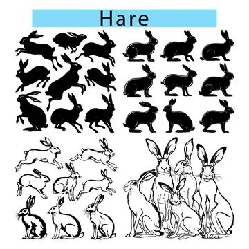 Hare Rabbit vector image, Hare silhouette, Cute Hare outline art Stock Illustration
