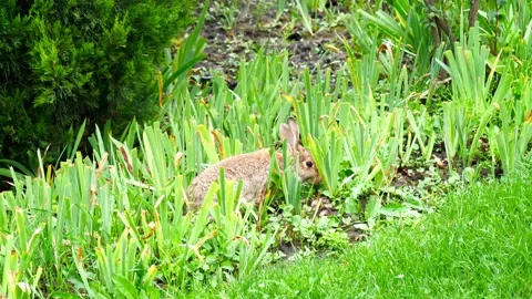 Hare ran into the garden and eats juicy greens Stock Footage 232580395