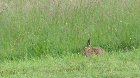 Hare resting in the grass Stock Footage 303210492