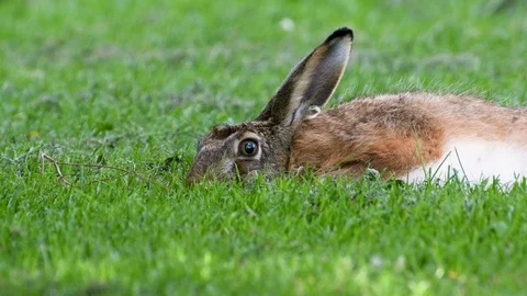 Hare resting with its snout buried in the grass Stock Footage 114663189