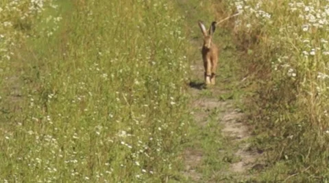 Hare on the road Stockbeeldmateriaal 41240246