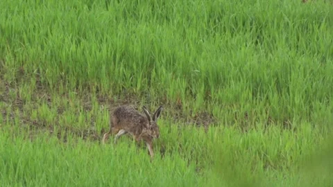 Hare running across a field (slow-motion) Stock Footage 303210487