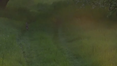 Hare running and leaping through blooming orchard path 스톡 동영상 330951521