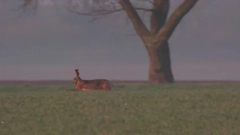 Hare running on a meadow in spring Stock Footage 264838965