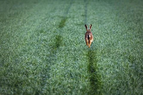 Hare running on a wheat field Stock Photos