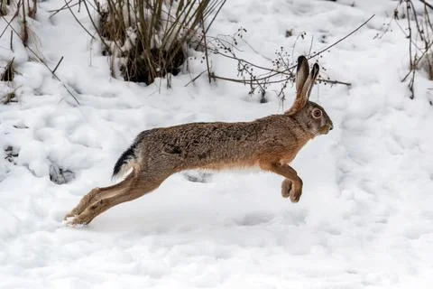 Hare running in the winter field Stock Photos