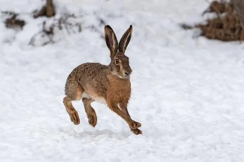 Hare running in the winter field Stock Photos