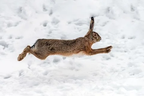 Hare running in the winter field Stock Photos