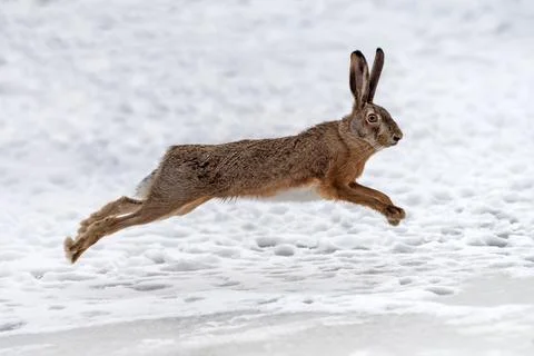 Hare running in the winter field 스톡 사진