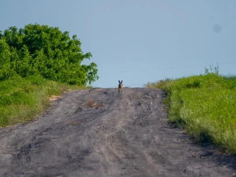 Hare running in your direction along the way Stock Photos