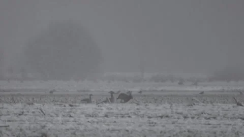 A hare runs across a winter field, 4K slomo Stock Footage 265253116