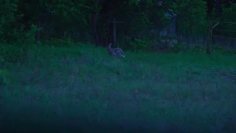The hare runs away into the forest. The hare is in the forest. Stock Footage 338120997