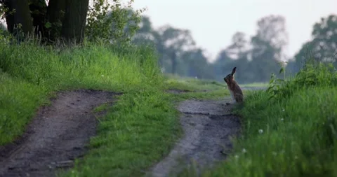 Hare scratching itself on a Rural Path at Dawn Stock Footage 305648639