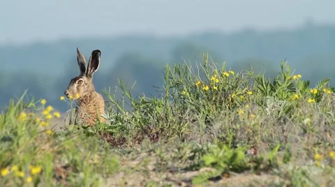 Hare sit and rest, very alert Stock Footage 43905461