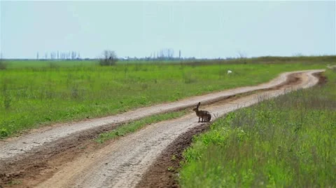 The hare sits on the road and runs HD 720 Stock Footage 11017647