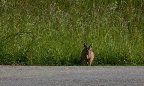 Hare sits at the side of a road Stock Photos