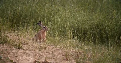 Hare sitting and eating on field - wildlife Stock Footage 112005111