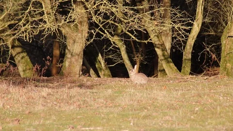 A Hare sitting and eating in a plain Stock Footage 104493415