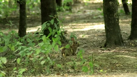 Hare sitting in a forest Stock Footage 92744484