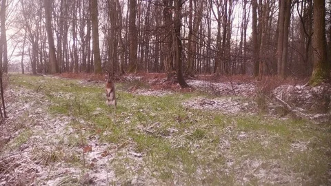 Hare sitting on grassy forest path. Stock Footage 86235311