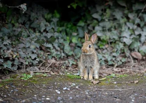 Hare sitting by ivy hedge Stock Photos