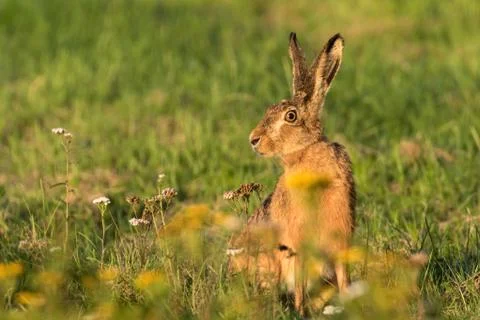 Hare sitting on a meadow in the evening light Stock Photos