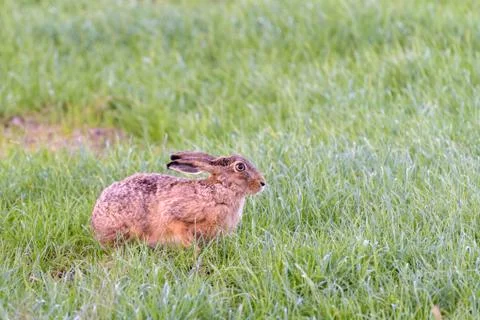 A hare is sitting in a meadow Stock Photos