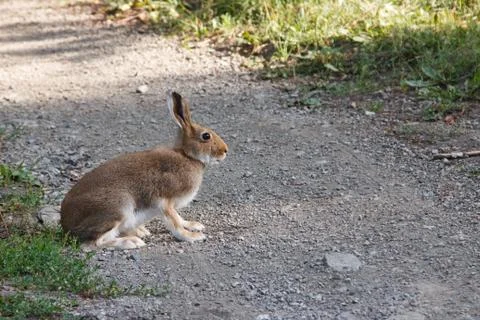 Hare sitting on a rural road Stock Photos