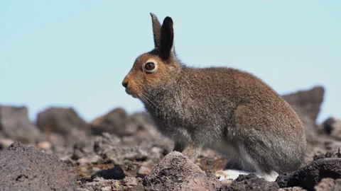 The hare is sitting on the stones Video stock 139957887