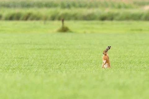A hare is standing up in a field Stock Photos