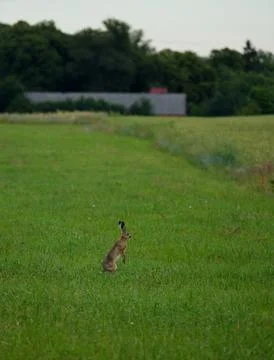 Hare stands on his hing legs in a bright green meadow. Stock Photos