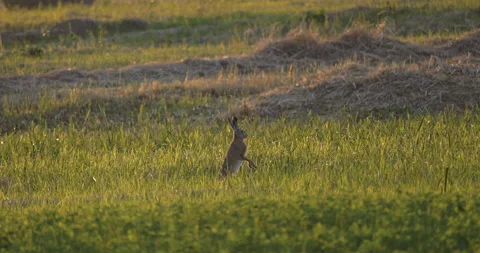 The hare stands on the meadow on 2 legs, 4K slomo Stock Footage 222090956