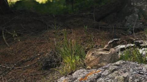 The hare on the stone is frightened Stock Photos