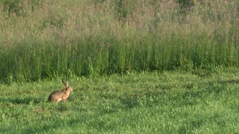 Hare stretches on a meadow Stock Footage 303210427