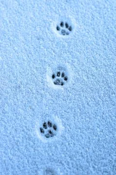 Hare trace on a fresh snow Foto stock