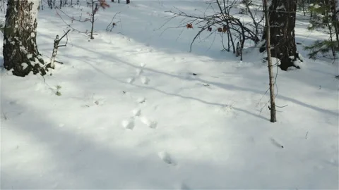 Hare trace paw prints on snow surface in winter forest Stock Footage 119360769