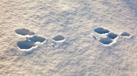 Hare trace in the white snow Stock Photos